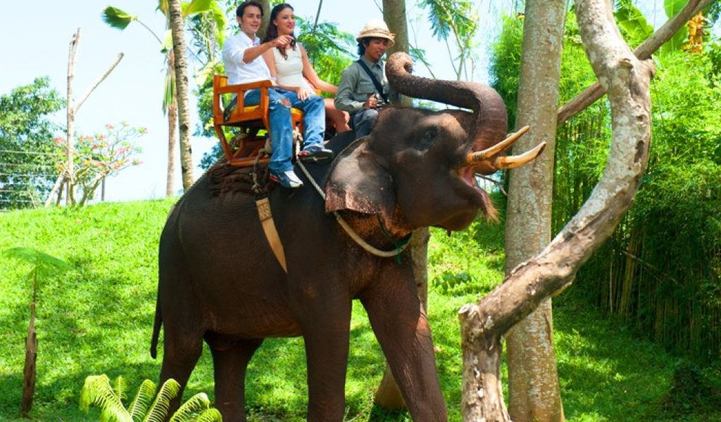 Elephant Ride 2